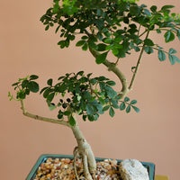 Chinese Pepper Tree | Zanthoxylum Fagara