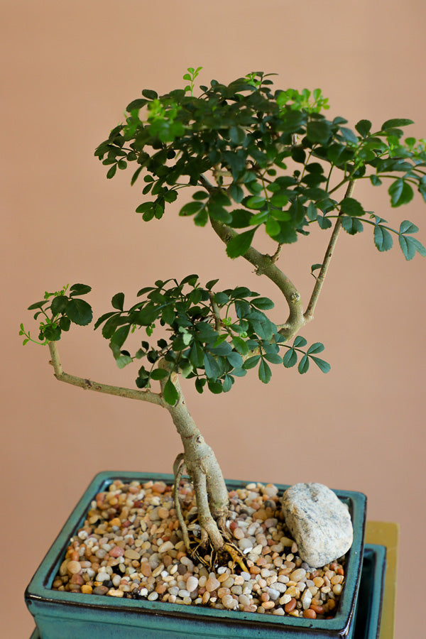 Chinese Pepper Tree | Zanthoxylum Fagara