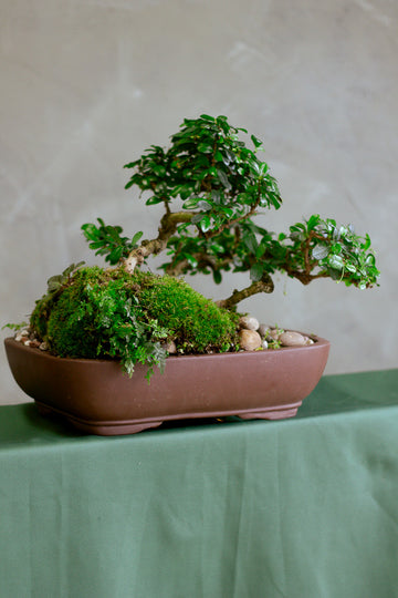 Fukien Tea, Fukien, Bonsai, Potted Bonsai, Penjing, Forest, Bonsai Forest, Fukien Tea Forest, Carmona Retusa, Styled Bosnai, Windswept Bonsai, Windswept, 