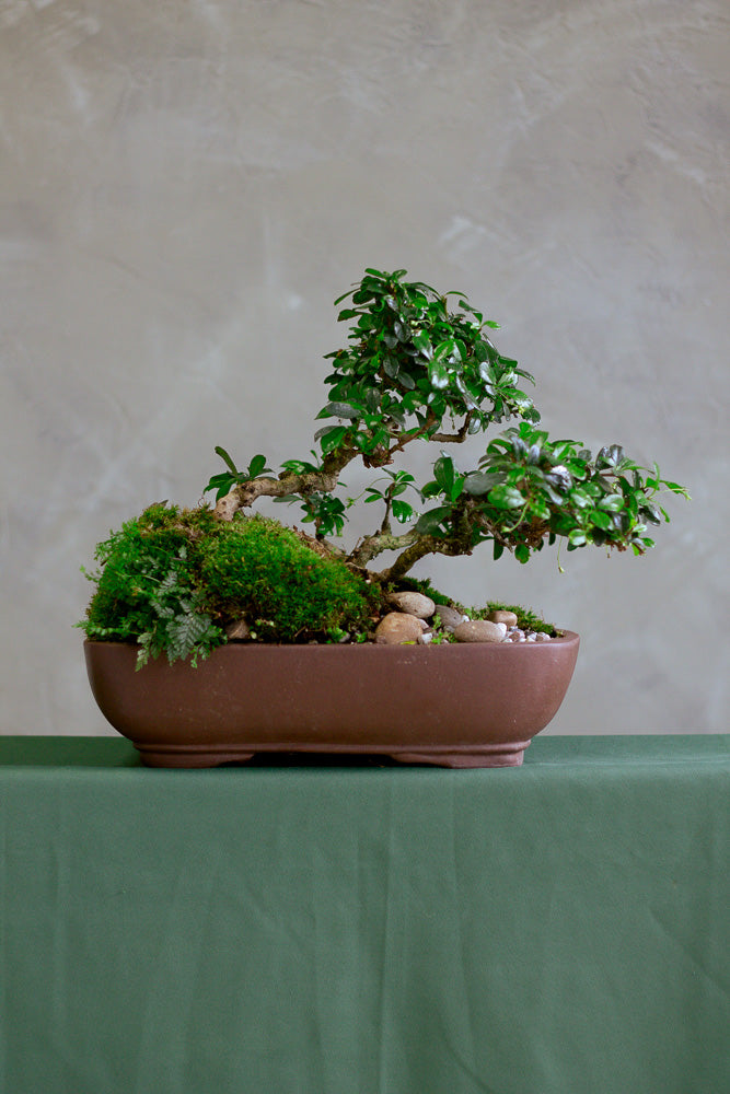 Fukien Tea, Fukien, Bonsai, Potted Bonsai, Penjing, Forest, Bonsai Forest, Fukien Tea Forest, Carmona Retusa, Styled Bosnai, Windswept Bonsai, Windswept, 