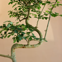 Chinese Pepper Tree | Zanthoxylum Fagara