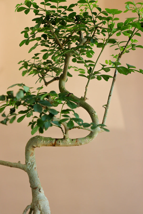 Chinese Pepper Tree | Zanthoxylum Fagara