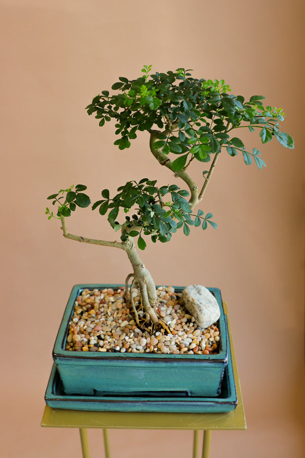 pepper bonsai tree Chinese Pepper Tree
