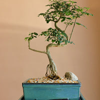 Chinese Pepper Tree | Zanthoxylum Fagara