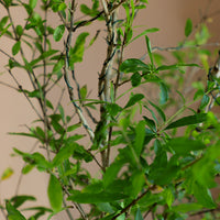 Pomegranate Bonsai, Pomegranate, Potted Pomegranate, Styled Bonsai, Flowering Bonsai, Red Flower