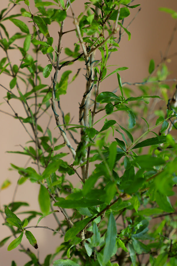 Pomegranate Bonsai, Pomegranate, Potted Pomegranate, Styled Bonsai, Flowering Bonsai, Red Flower