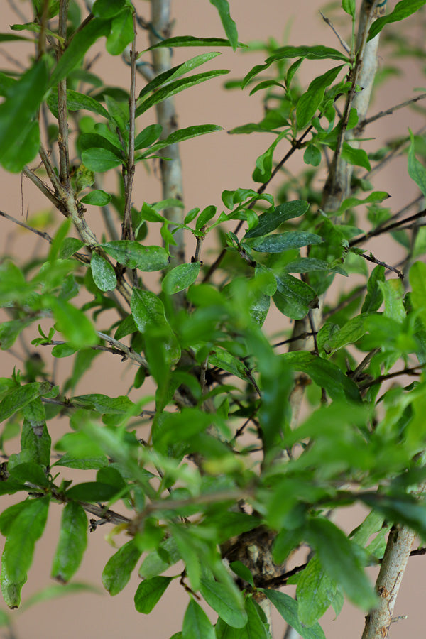 Pomegranate Bonsai, Pomegranate, Potted Pomegranate, Styled Bonsai, Flowering Bonsai, Red Flower