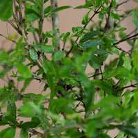 Pomegranate Bonsai, Pomegranate, Potted Pomegranate, Styled Bonsai, Flowering Bonsai, Red Flower