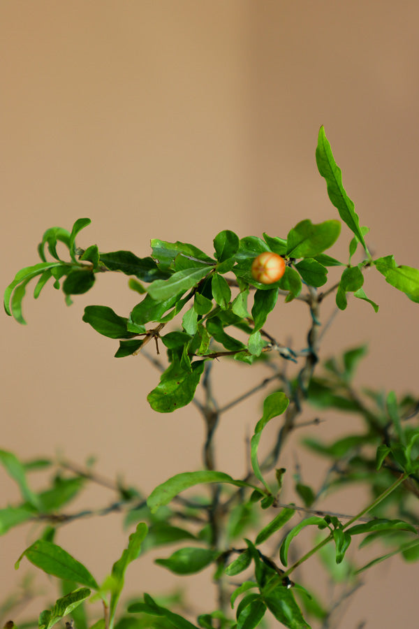 Pomegranate Bonsai, Pomegranate, Potted Pomegranate, Styled Bonsai, Flowering Bonsai, Red Flower