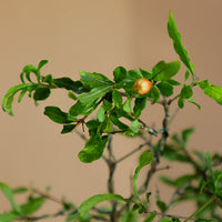 Pomegranate Bonsai, Pomegranate, Potted Pomegranate, Styled Bonsai, Flowering Bonsai, Red Flower