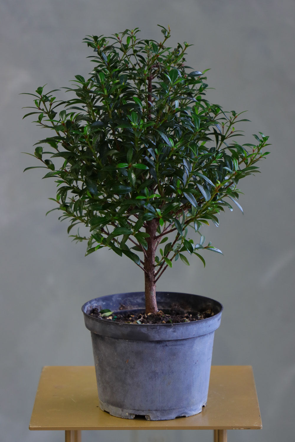 Flowering Brush Cherry