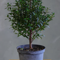 Flowering Brush Cherry