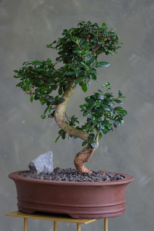 bonsai poster Japanese Bonsai Sunset Poster