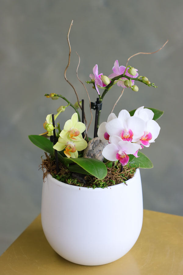 Orchid Haze