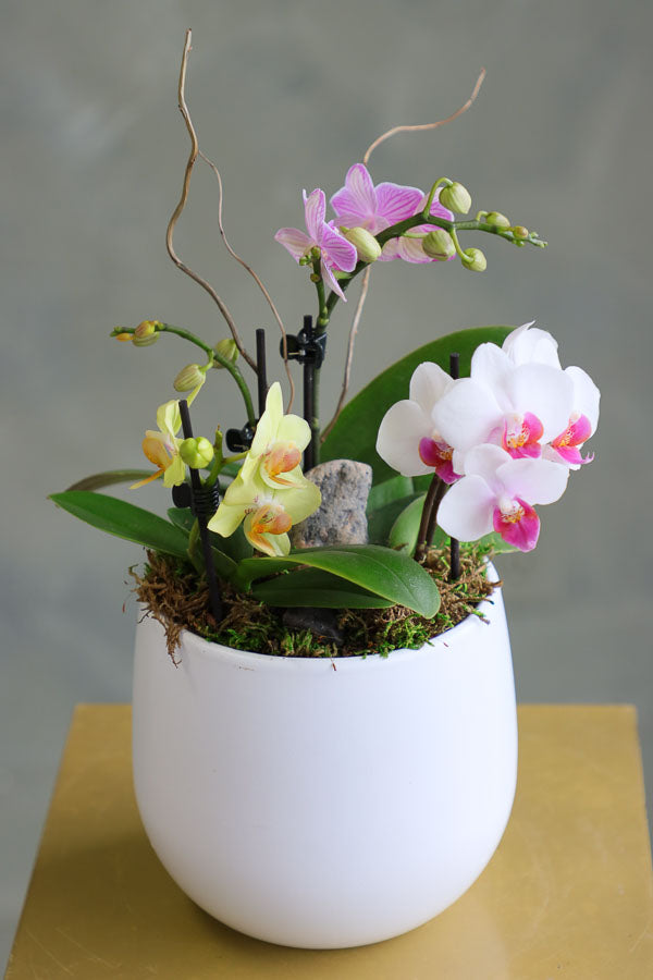 Orchid Haze