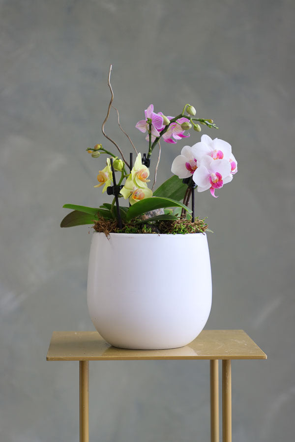 Orchid Haze