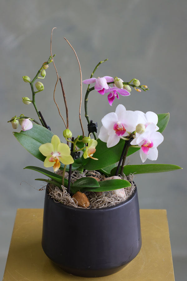 Orchid Haze