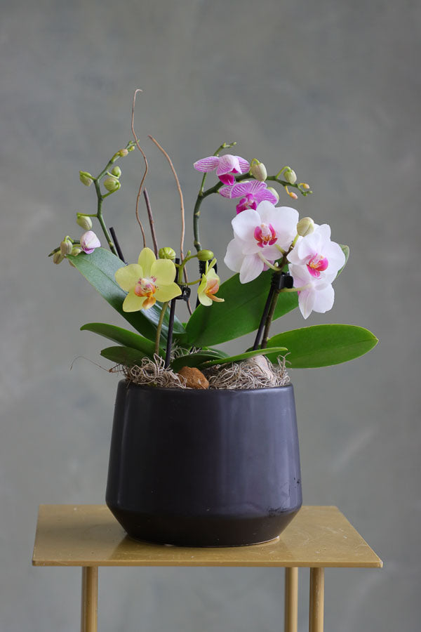 Orchid Haze