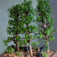 Lush jade bonsai tree arrangement in a decorative planter with moss and stones, available for delivery in Ottawa