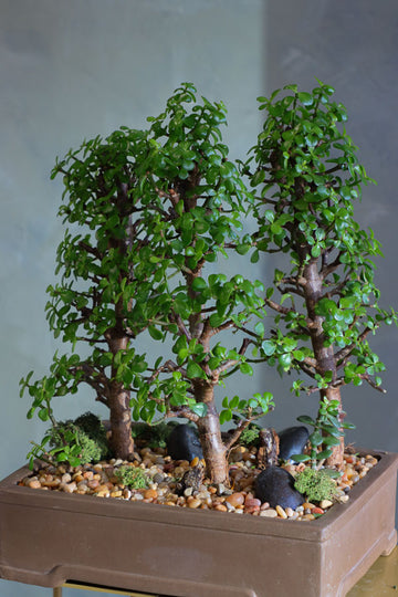 Lush jade bonsai tree arrangement in a decorative planter with moss and stones, available for delivery in Ottawa