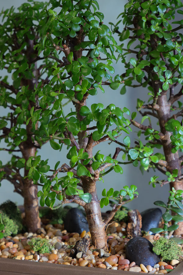 Lush jade bonsai tree arrangement in a decorative planter with moss and stones, available for delivery in Ottawa.