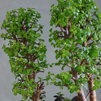 Lush jade bonsai tree arrangement in a decorative planter with moss and stones, available for delivery in Ottawa