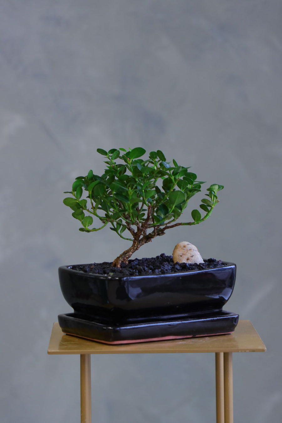 Natal Plum | Carissa Macrocarpa