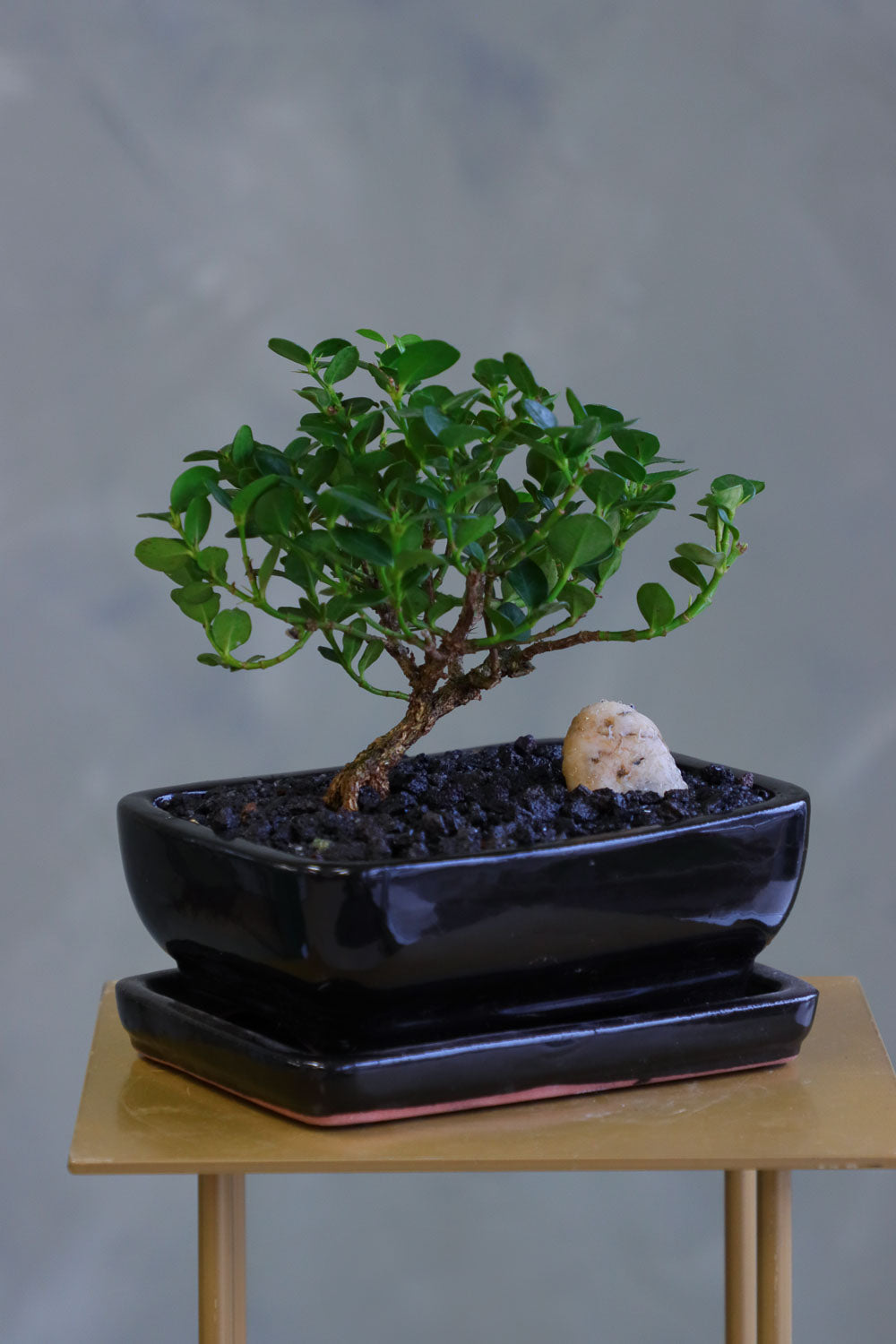 Natal Plum, Natal, Plum, Tree, Bonsai, Flowering, Flowers, Edible Bonsai, Bonsai Tree, Beginner Bonsai, Beginner Tree