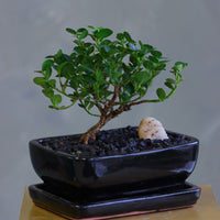 Natal Plum, Natal, Plum, Tree, Bonsai, Flowering, Flowers, Edible Bonsai, Bonsai Tree, Beginner Bonsai, Beginner Tree