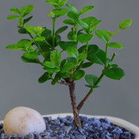 Natal Plum, Natal, Plum, Tree, Bonsai, Flowering, Flowers, Edible Bonsai, Bonsai Tree, Beginner Bonsai, Beginner Tree