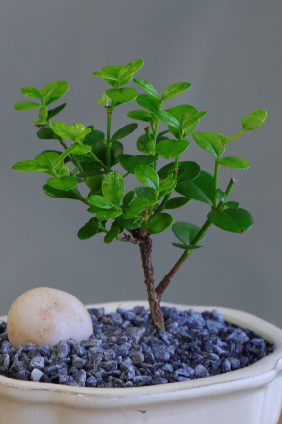 Natal Plum, Natal, Plum, Tree, Bonsai, Flowering, Flowers, Edible Bonsai, Bonsai Tree, Beginner Bonsai, Beginner Tree