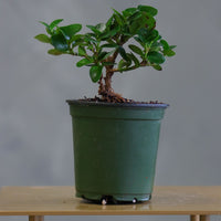 Natal Plum, Natal, Plum, Tree, Bonsai, Flowering, Flowers, Edible Bonsai, Bonsai Tree, Beginner Bonsai, Beginner Tree