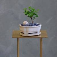 Natal Plum, Natal, Plum, Tree, Bonsai, Flowering, Flowers, Edible Bonsai, Bonsai Tree, Beginner Bonsai, Beginner Tree