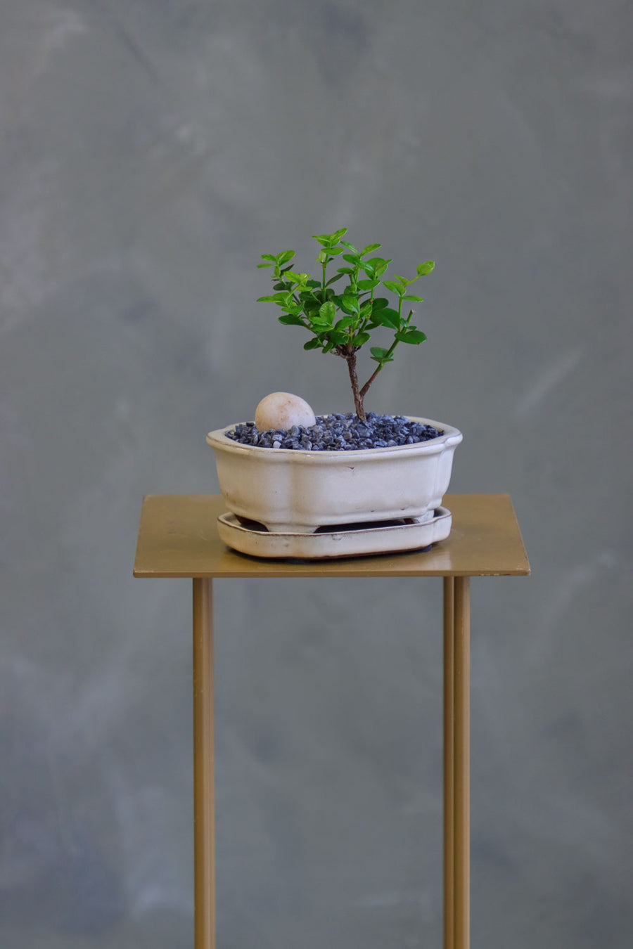 Natal Plum, Natal, Plum, Tree, Bonsai, Flowering, Flowers, Edible Bonsai, Bonsai Tree, Beginner Bonsai, Beginner Tree