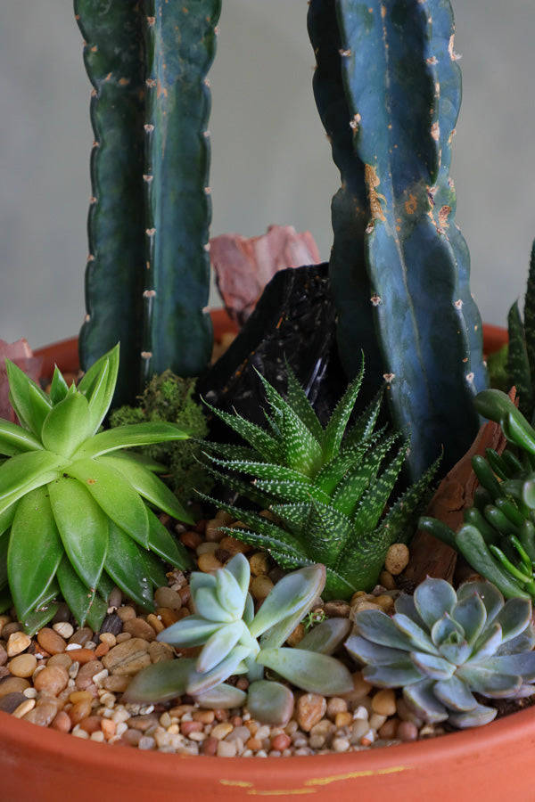 Desert Garden