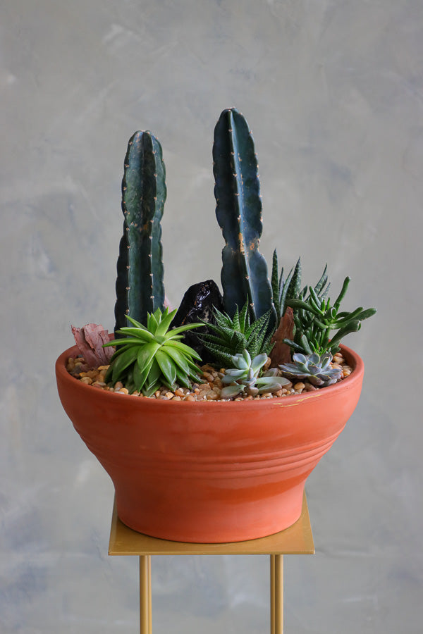 Desert Garden