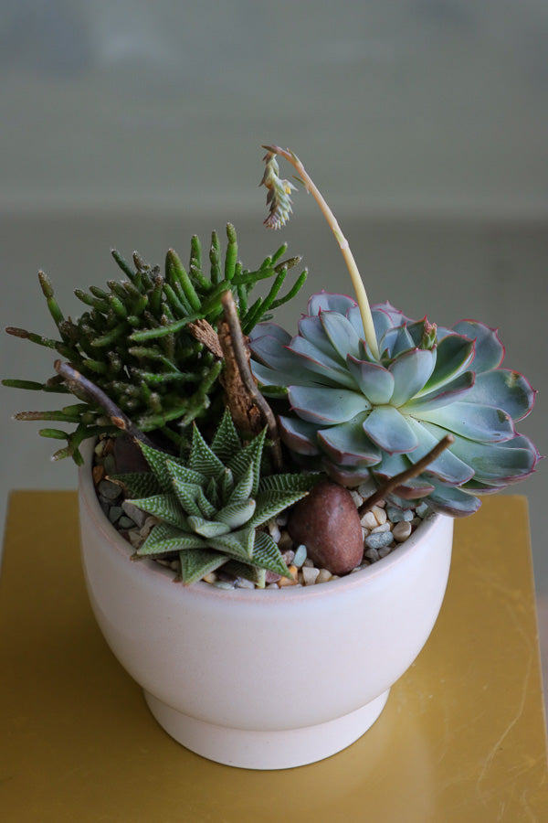 Desert Charm