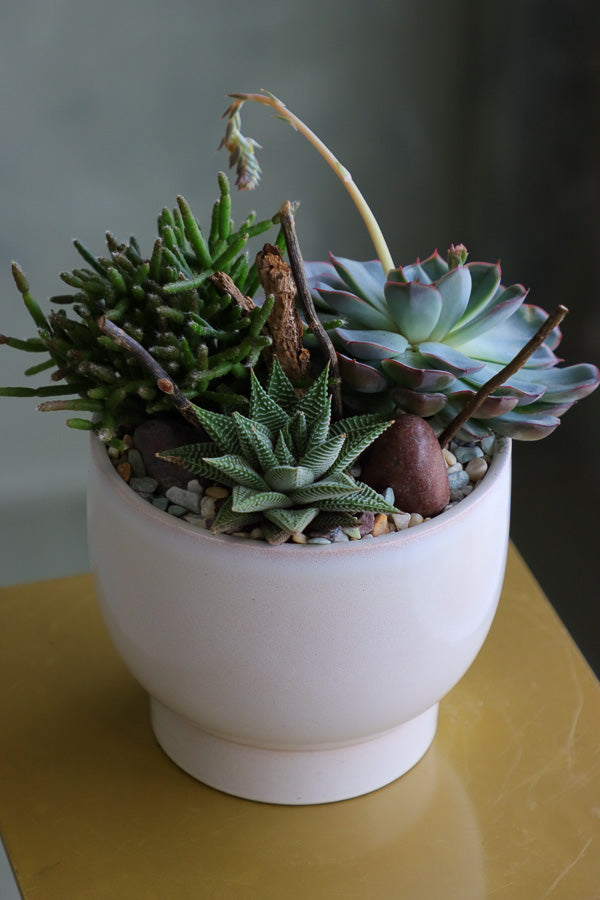 Desert Charm