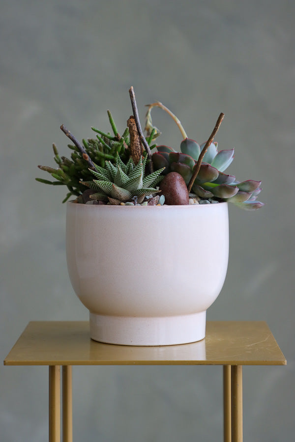 Desert Charm