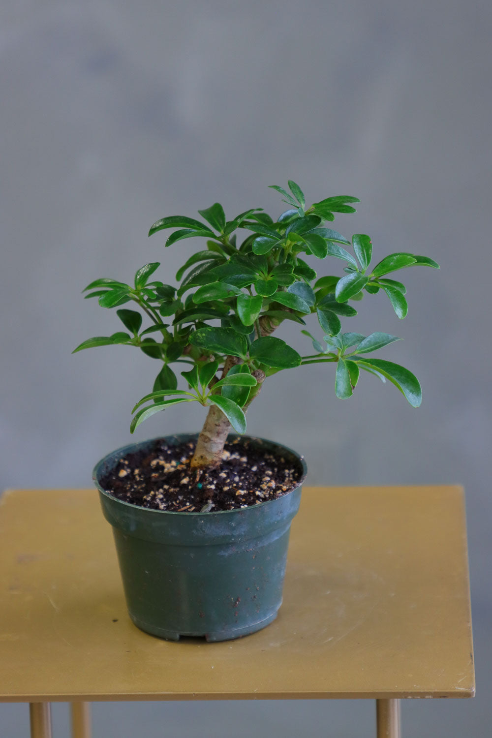 Dwarf Umbrella Tree