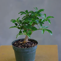 Dwarf Umbrella Tree