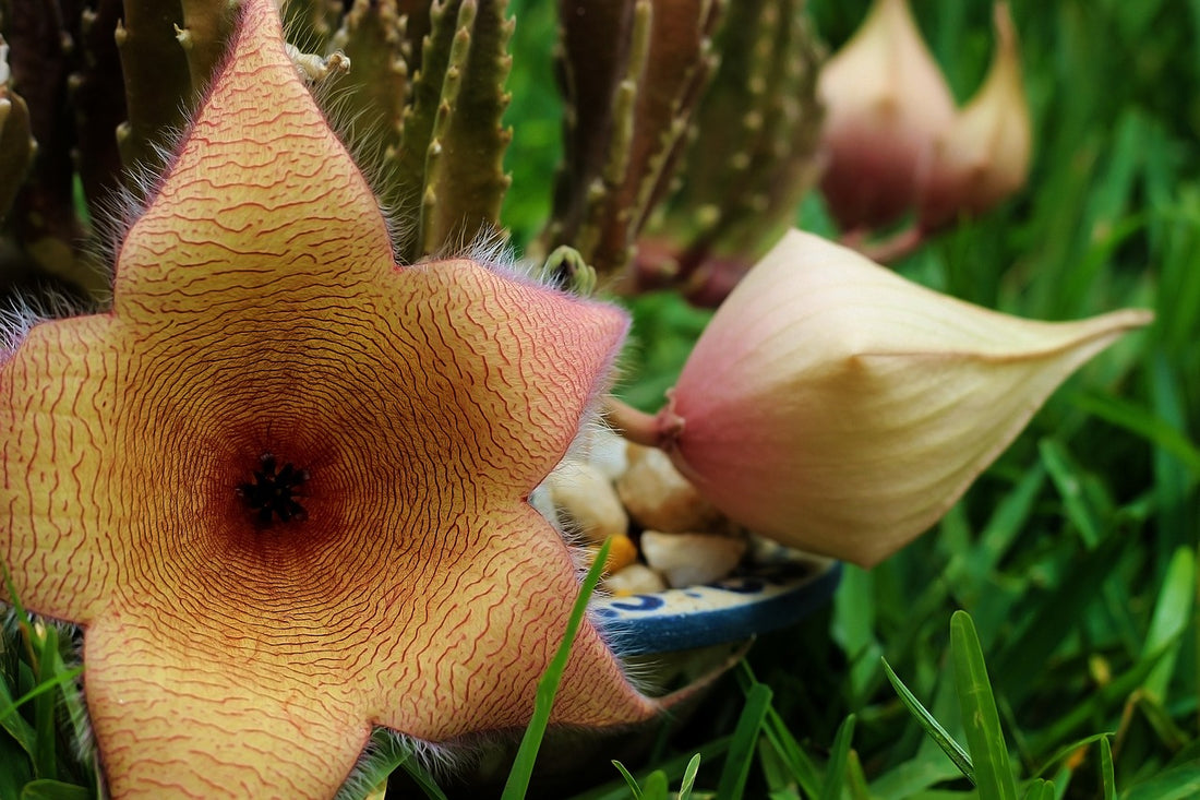 Orbea / Stapelia / Huernia - Star Fish Cactus