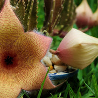 Orbea / Stapelia / Huernia - Star Fish Cactus