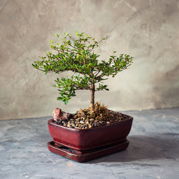 Black Olive Bonsai Tree in a Ceramic Pot