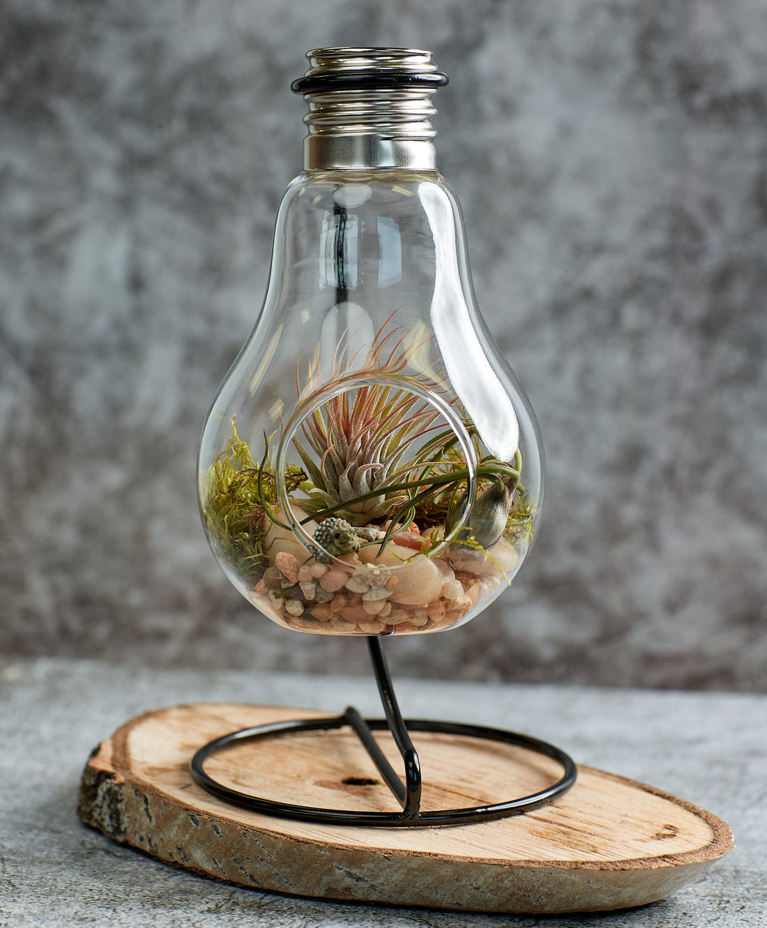 Air Plants Terrarium; Air Plants in a Light Bulb