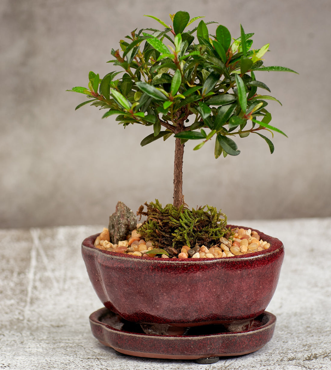 Eugenia Brush Cherry Bonsai Tree in a Ceramic Pot