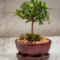 Eugenia Brush Cherry Bonsai Tree in a Ceramic Pot