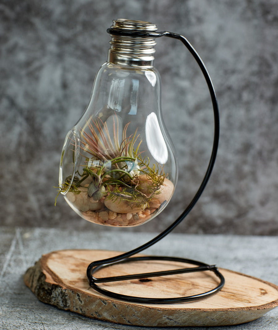 air plants in light bulbs Air Plants Bulb – Bonsai Ottawa