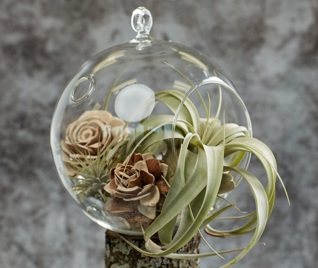 Air Plants Terrarium; Florarium