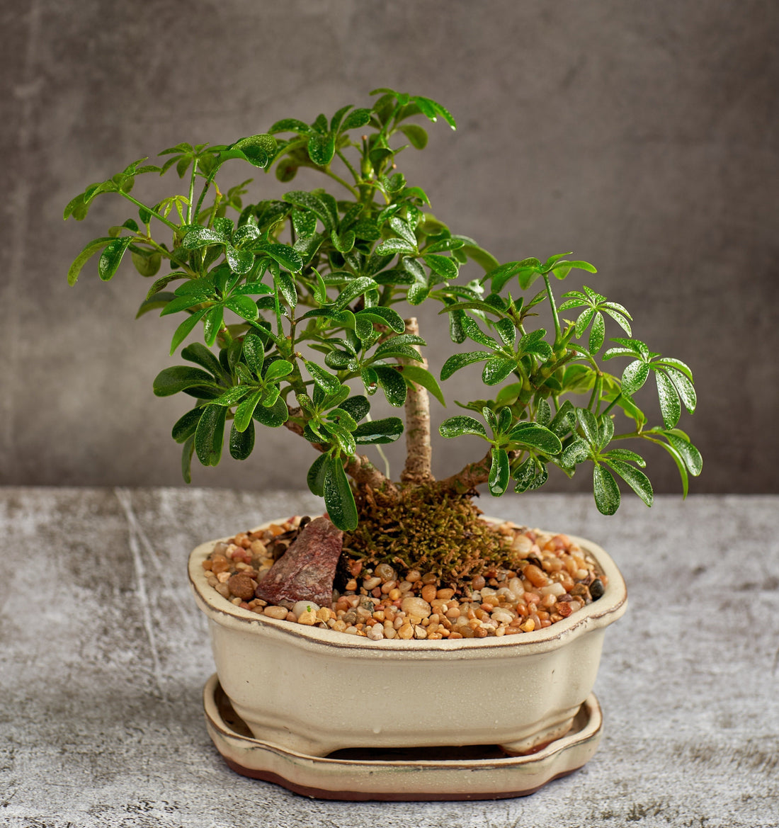 Shefflera Bonsai Tree in a Ceramic Pot Regular Size